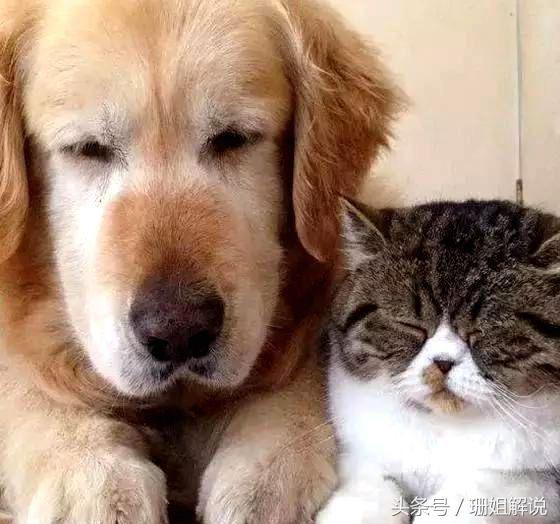 超暖!猫咪上了年纪走不动了,金毛就背着猫咪出