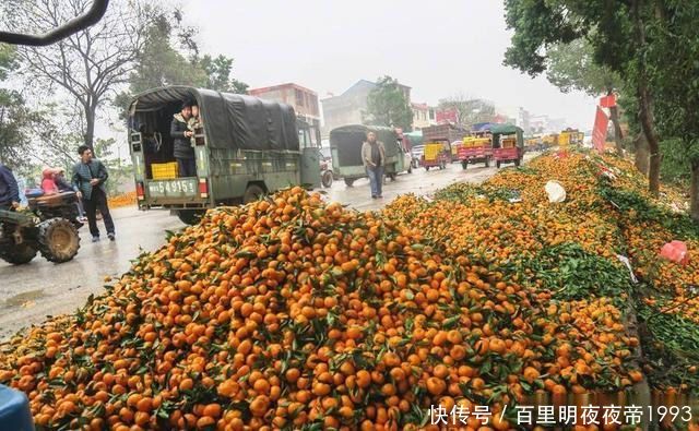 今年广西的柑橘滞销是什么原因造成的?果农