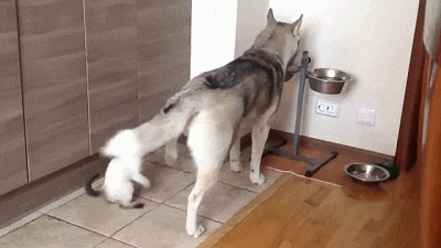 纠正喵星人爱打翻东西的坏习惯!看完你就懂了