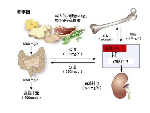 3 图读懂慢性肾脏病患者「高磷血症」的危害与治疗