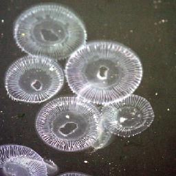 鹦鹉演唱《黄土高坡》,笑了一整天