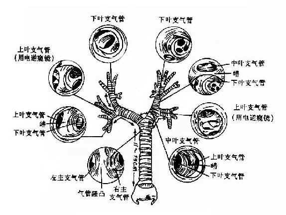 支气 360搜索