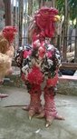 世界最贵的鸡：一对鸡腿最多能卖超万元 外形吓人