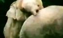 本能2_360视频