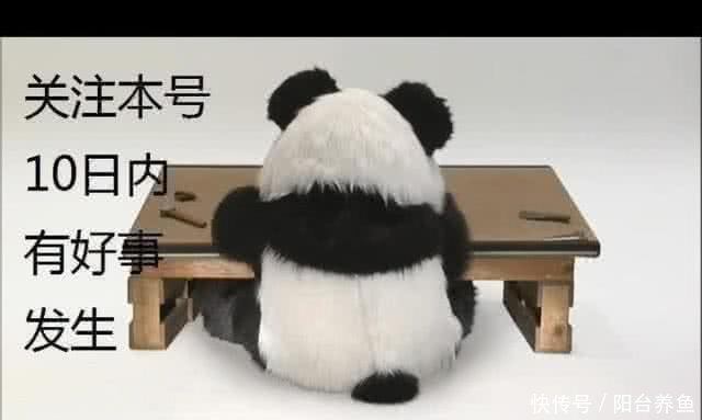 C罗全场综述:疯狂加速跑,进球后发泄式庆祝,创