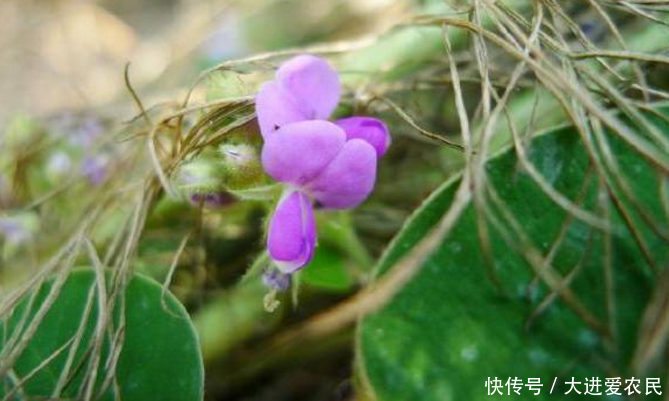 农村农田里的这种杂草，花朵形如槐花，“欺骗”了农民的感情