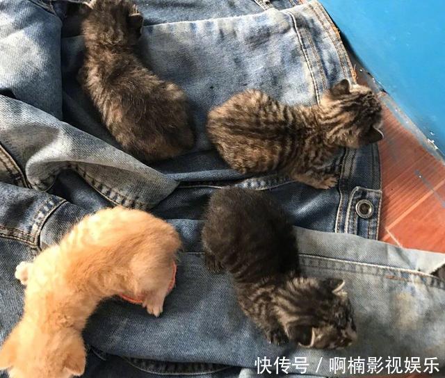 老师在小朋友书包中,发现了4只小奶猫,网友:不