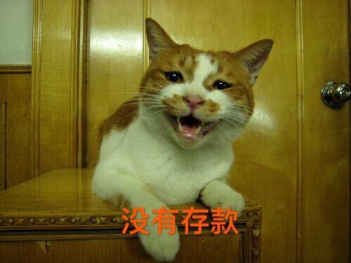 猫指甲插到肉里怎么办?有危险吗