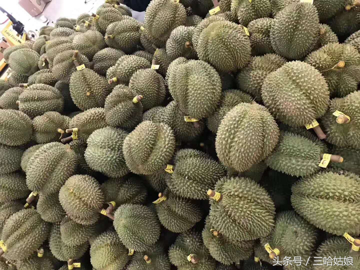 吃货必看!教你如何分辨各种榴莲品种