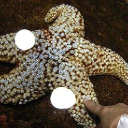 泰拳2 托尼贾泰拳全部电影 泰拳绝技 古泰拳实