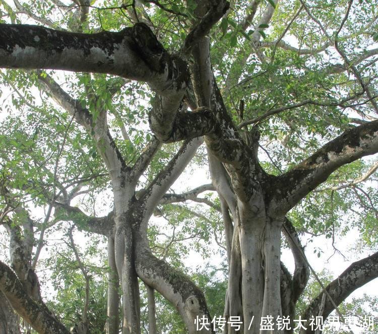 昆明千山到云南自驾游最值得去的8个攻略,爱旅游玩瑞丽景点图片