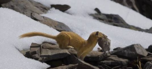 黄鼠狼被称为黄大仙,究竟有什么特殊本领看完