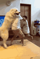 搞笑gif图:狗子这娇羞的表情绝了