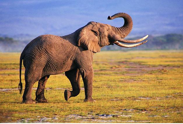 简介 非洲象产于非洲,它们可以生活于从海平面到海拔5000米的多种自然