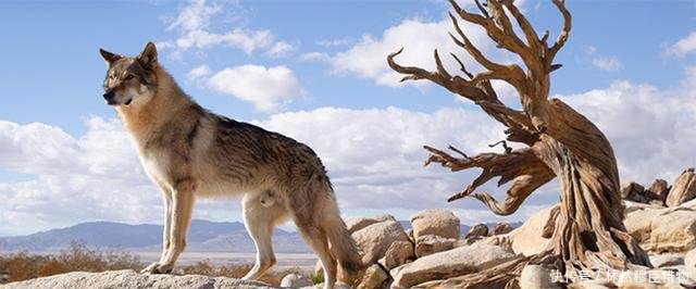 《阿尔法:狼伴归途》票房不到《碟中谍6》三分