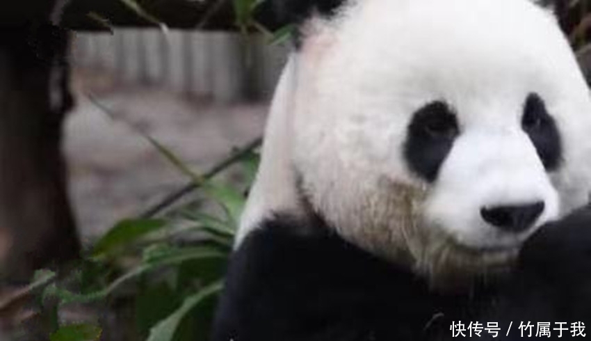 大熊猫玩菜刀不亦乐乎,对着嘴边蹭来蹭去,网友