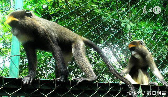 属猴人你知道吗六月将会有一笔突如其来的横财,做好准备了吗!