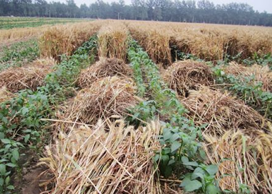 农民将小麦田套辣椒效益好,一亩收入达5000元
