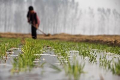 穷死不耕丈人田,饿死不进萝卜园这究竟是什么