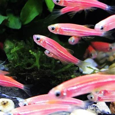 合肥魚(yú)缸售后維護(hù)電話地址（合肥魚(yú)缸售后維護(hù)電話地址查詢）