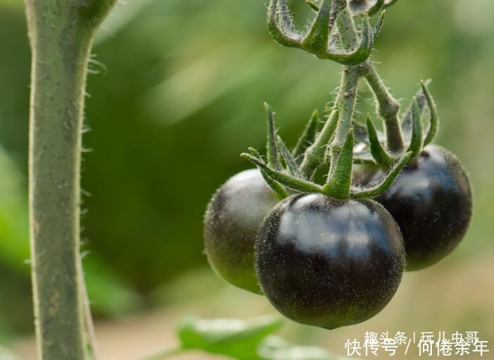 喜欢种番茄,不如种番茄中的珍品”黑番茄“,香味浓郁价值高 亿万先生007下载