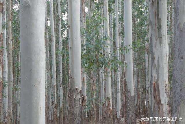 广西种植桉树的人开始强力反驳 利益驱使下速生桉种植达4000万亩