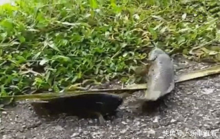 男子在野外发现一群会走路的鱼,走近一看却令他傻眼了!