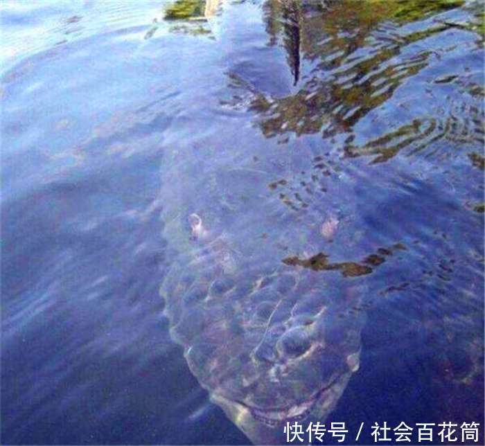 水下的大鱼被男子捞上来后,吓出一身冷汗!