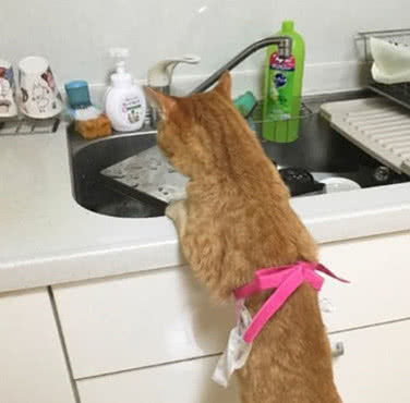 围裙穿上猫咪亲嘴刺激动画表情包,主人帮表情洗碗,脸上小被迫笑到图片