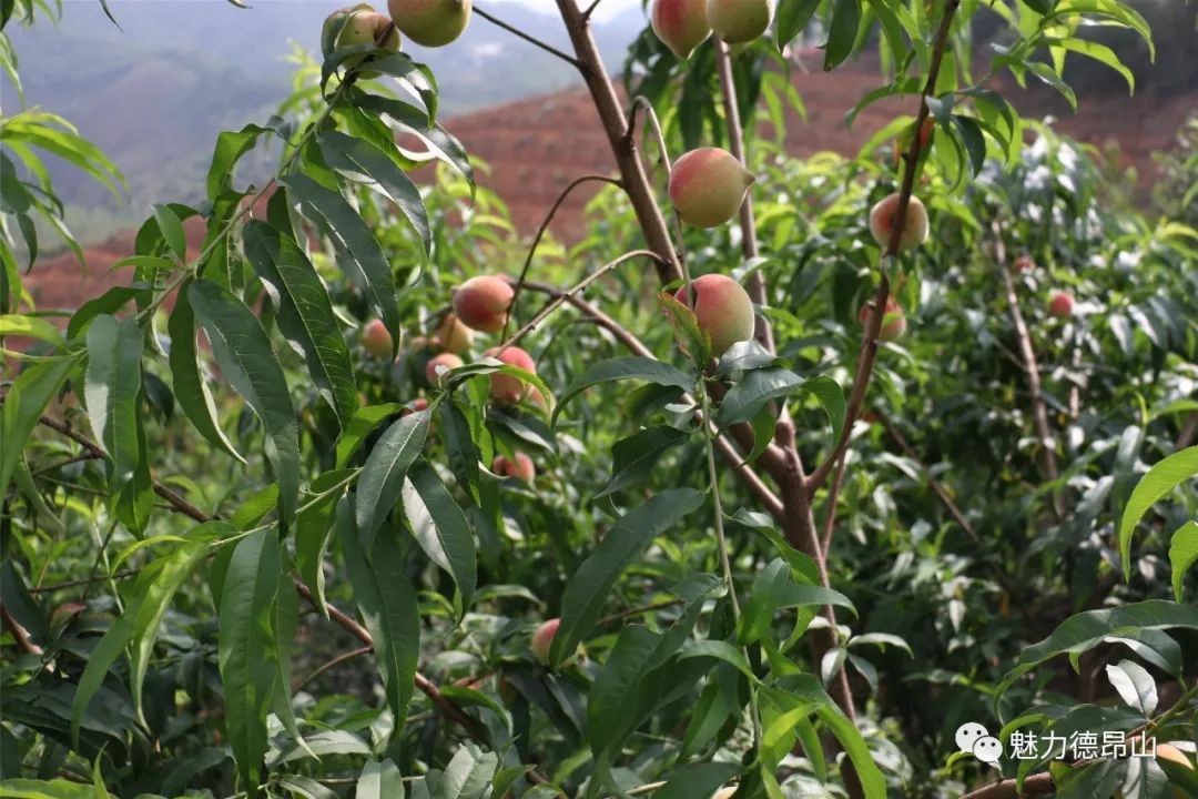 三台山乡的杨梅、水蜜桃熟了，待君来摘......