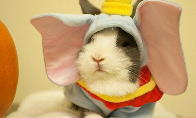 t010f33c7a304668719.png?size=384x232
