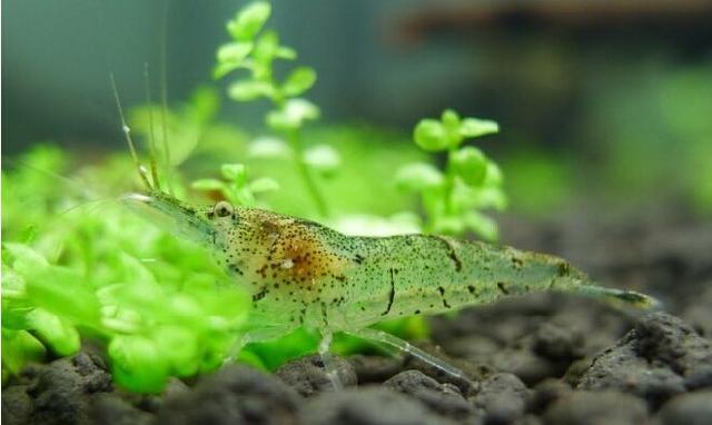 自己养的黑壳虾总是莫名的陆续死掉?也许这份