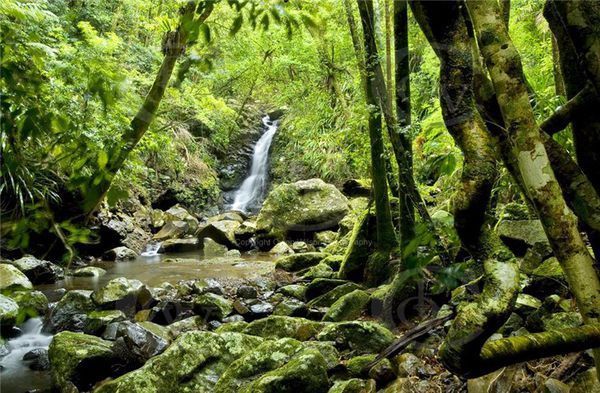 热带雨林系统中土壤为什么很贫瘠_360问答