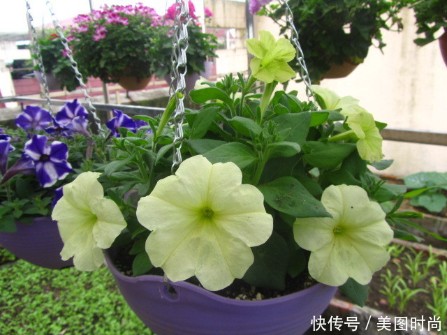 楼顶天台养花记,网友:被美到,超喜欢第一盆 !