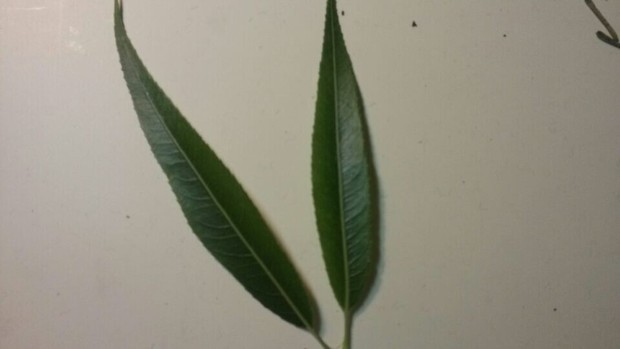这绝对是柳树的叶子. 不是夹竹桃的叶子!图片