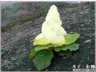 塔黄