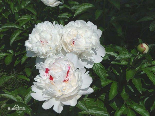 生白芍一亩地产多少斤_360问答