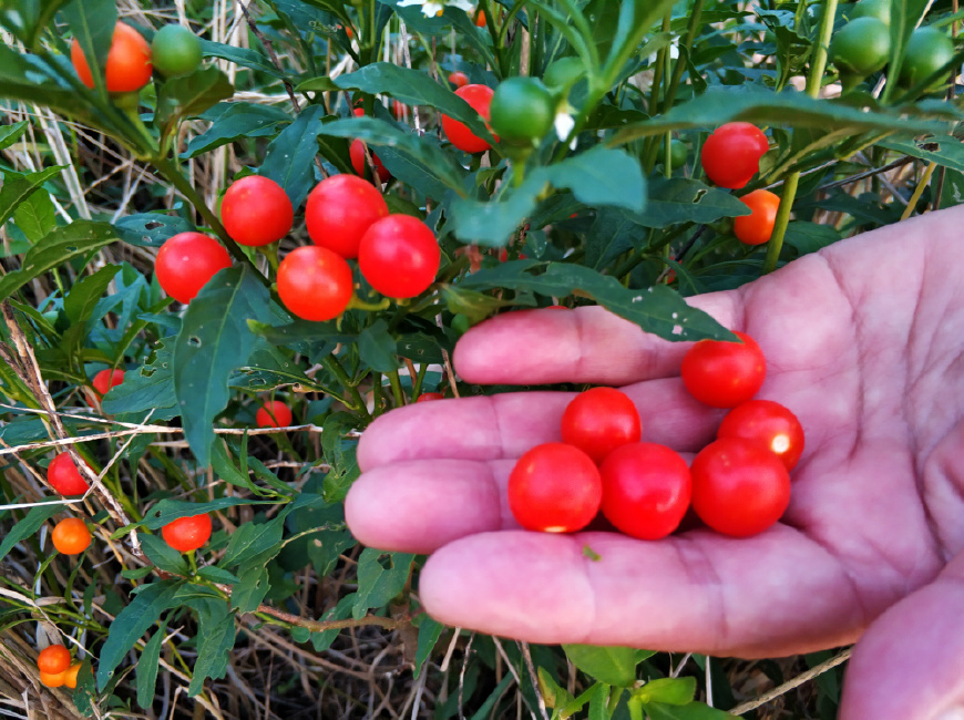 田边一种似樱桃的野果,农民见了就砍,你若遇到