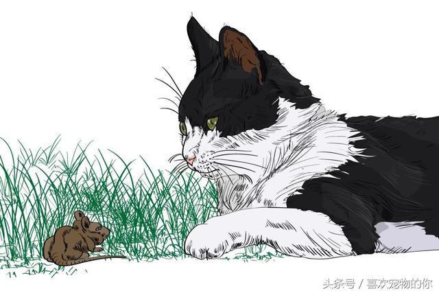 如何判定你的猫是否喜欢你,这9个信号告诉你。