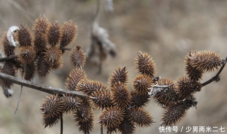 苍耳子散风除湿 通鼻窍善治鼻炎