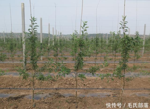 苹果树栽培技术|现代苹果园“三节”栽培技术研究