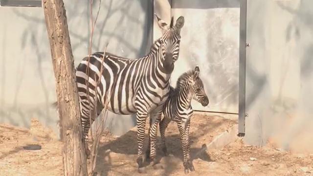 《青年探秘者》20170501探秘神奇的野生世界