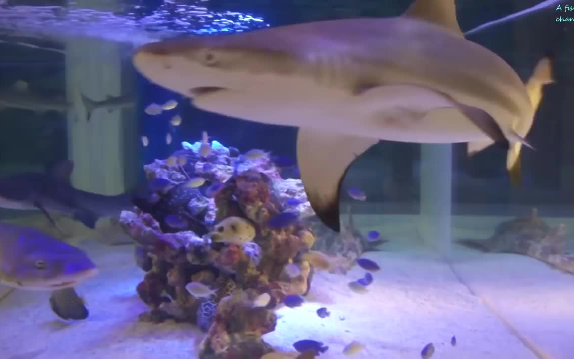 卧室鱼缸里养鲨鱼-360视频