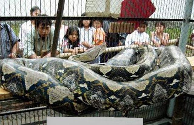 最大蛇类排行:第二名蛇吞象,第一大到难以想象!