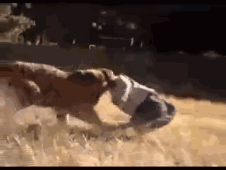 放鞭炮,敲脸盆真能吓退老虎? 虎口之如何自救?