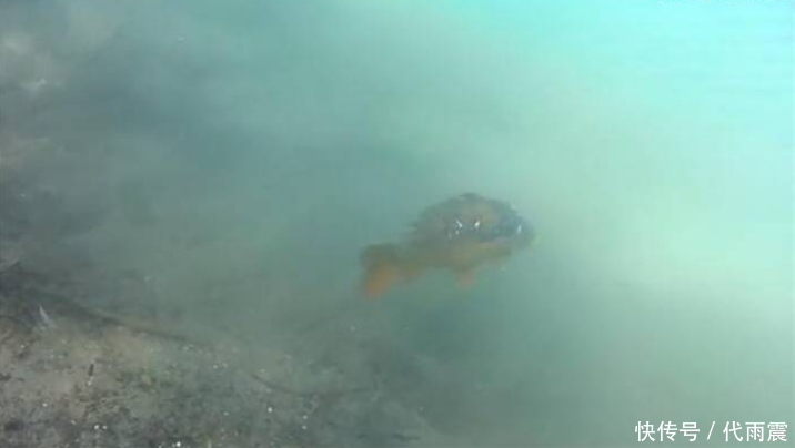 玉米粒扔水底,游过来条颜色怪的鲤鱼,吃些玉