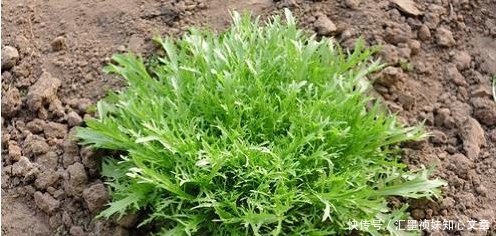 四月就多吃农村这些野菜,绿色鲜嫩、清热解毒