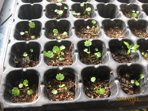 草莓种子发芽初期图片