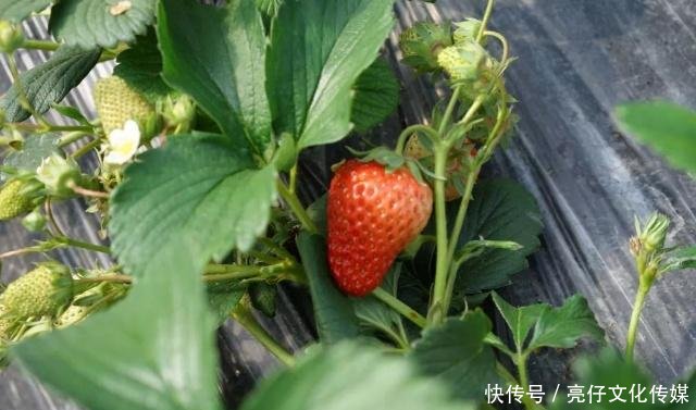 当草莓果子大小如拇指般时,应当注重水分,肥料