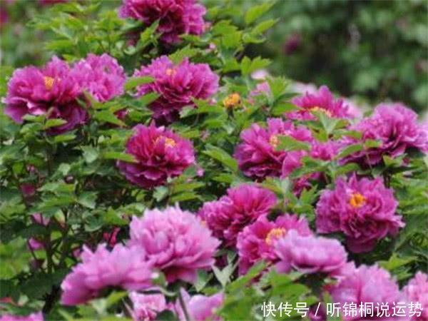 命里有时终须有!3大生肖今年命中有财,未来10天财发不停!